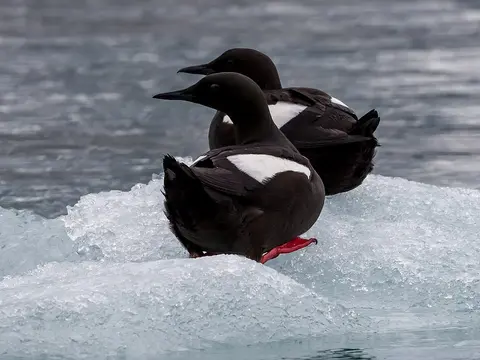 Black Guillemot