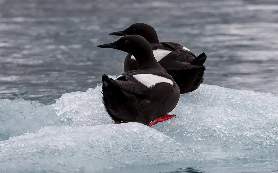 Black Guillemot (Cepphus grylle) — photo 1 of 5