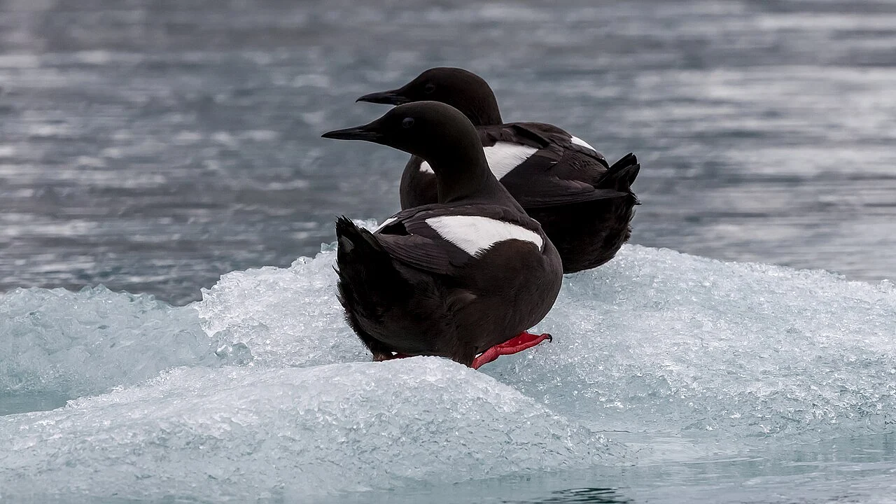 Black Guillemot (Cepphus grylle) — photo 1 of 5
