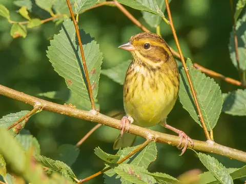 Yellow-breasted Bunting