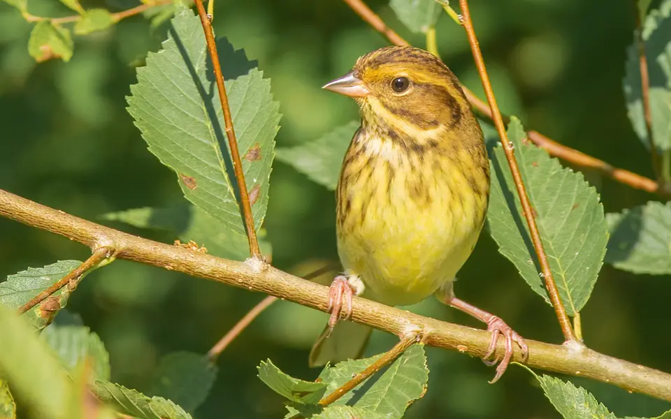Yellow-breasted Bunting (Emberiza aureola) — photo 1 of 4