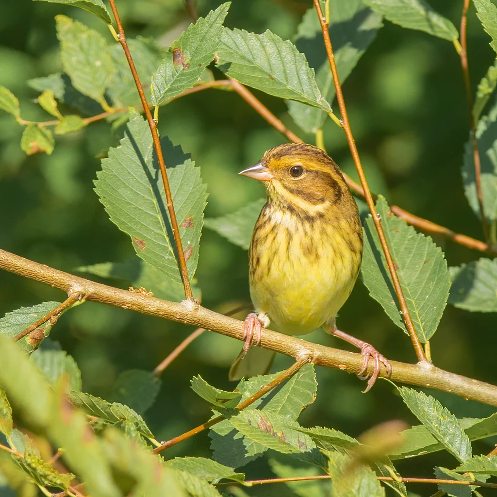 Yellow-breasted Bunting (Emberiza aureola) — photo 1 of 4