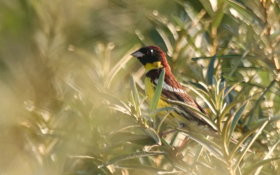 Yellow-breasted Bunting (Emberiza aureola) — photo 2 of 4