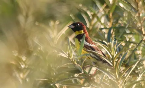 Yellow-breasted Bunting (Emberiza aureola) — photo 2 of 4