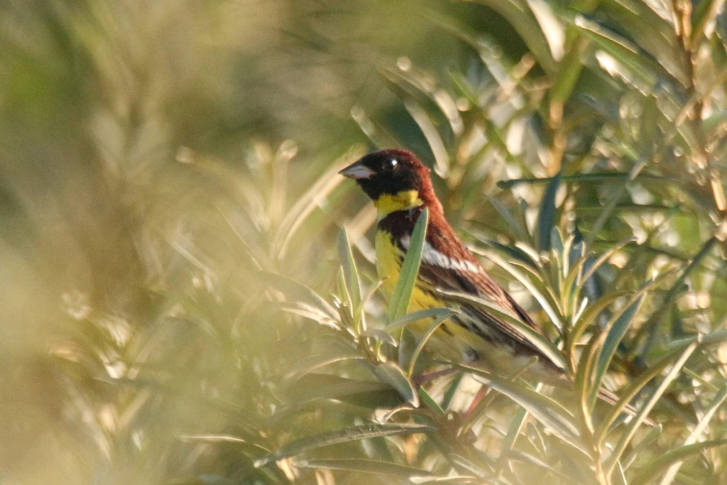 Yellow-breasted Bunting (Emberiza aureola) — photo 2 of 4