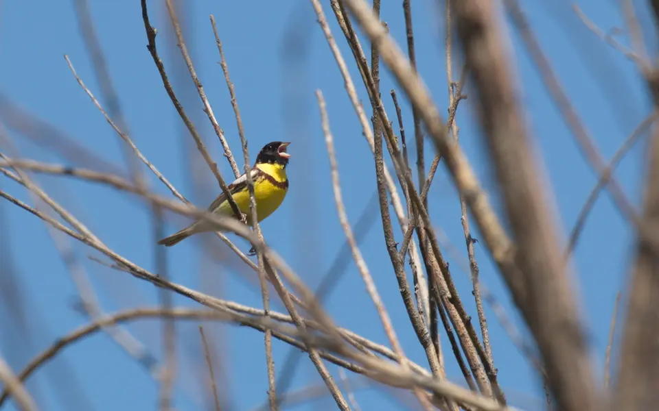 Yellow-breasted Bunting (Emberiza aureola) — photo 4 of 4