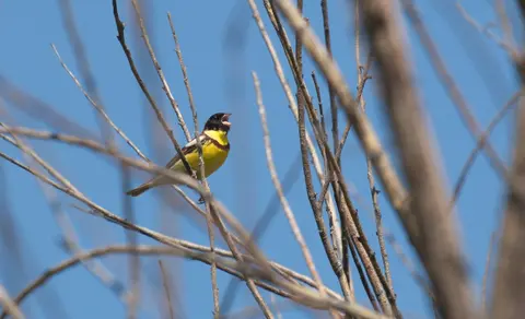 Yellow-breasted Bunting (Emberiza aureola) — photo 3 of 4