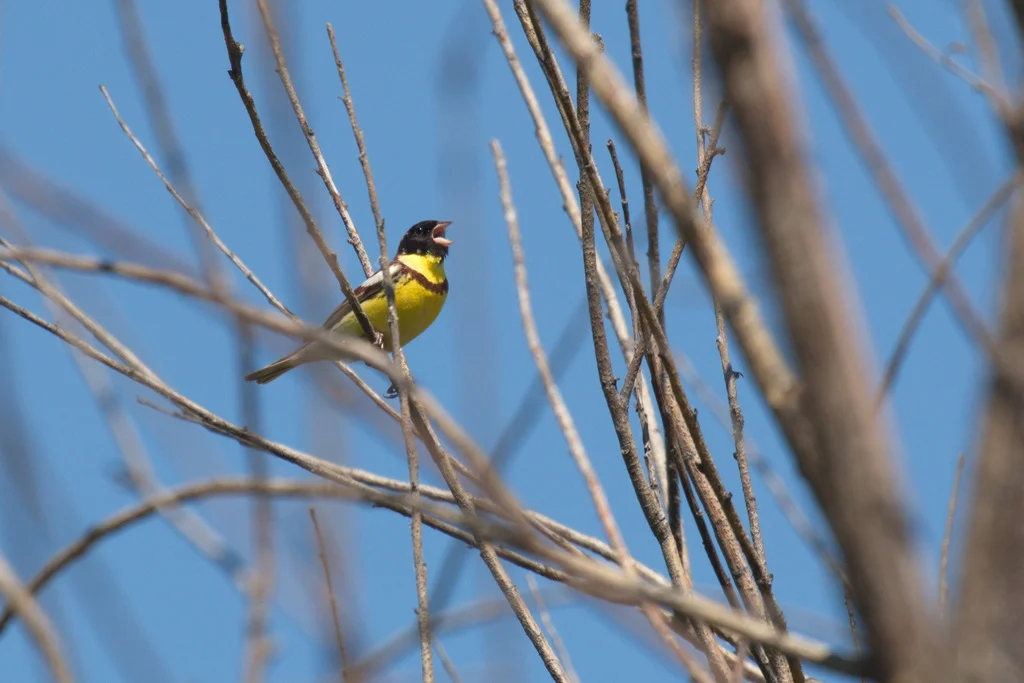 Yellow-breasted Bunting (Emberiza aureola) — photo 4 of 4