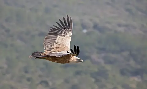 Griffon Vulture (Gyps fulvus) — photo 2 of 5
