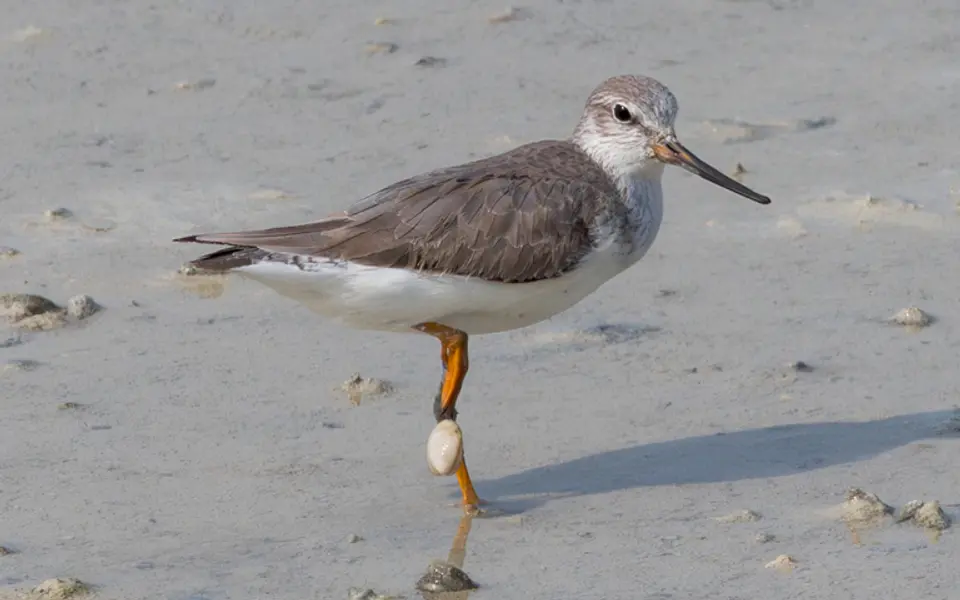 Terek Sandpiper (Xenus cinereus) — photo 4 of 4