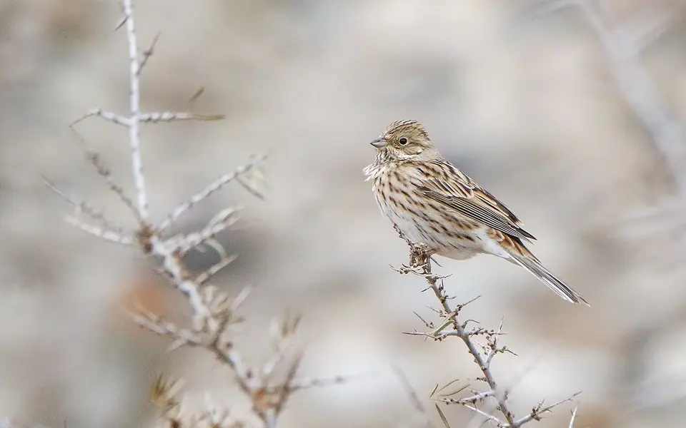 Pine Bunting (Emberiza leucocephalos) — photo 4 of 6