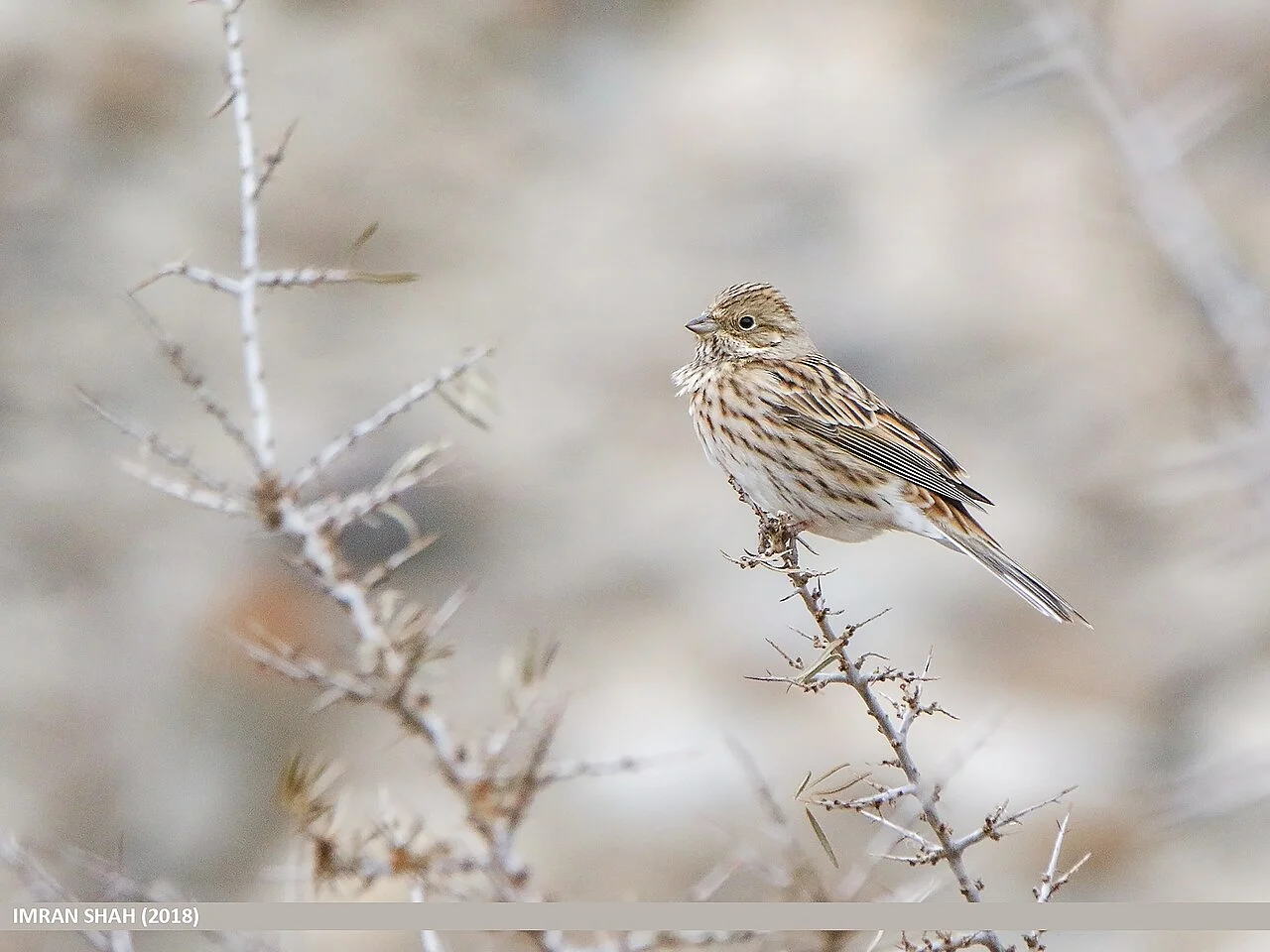 Pine Bunting (Emberiza leucocephalos) — photo 4 of 6