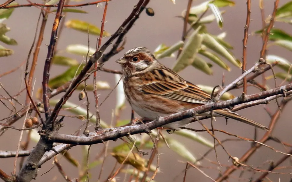 Pine Bunting (Emberiza leucocephalos) — photo 1 of 6