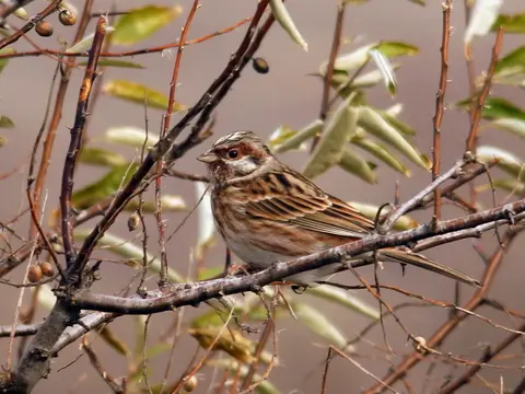 Pine Bunting