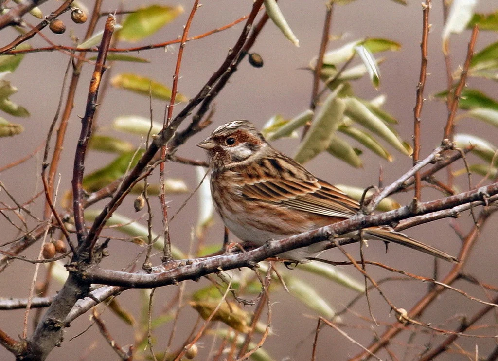 Pine Bunting (Emberiza leucocephalos) — photo 1 of 6
