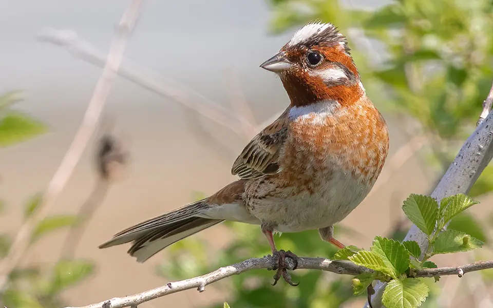 Pine Bunting (Emberiza leucocephalos) — photo 5 of 6