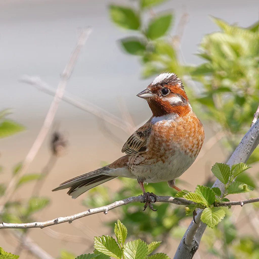 Pine Bunting (Emberiza leucocephalos) — photo 5 of 6