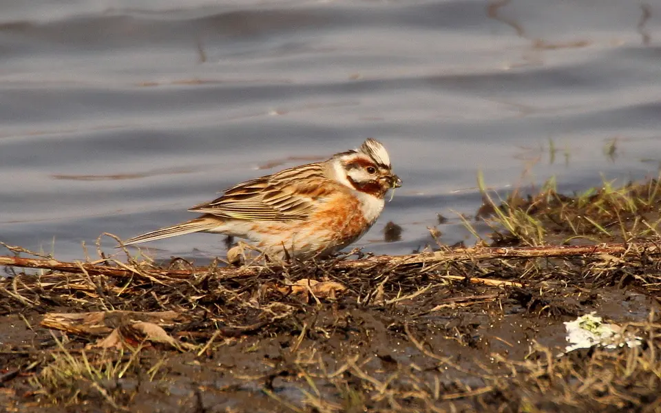 Pine Bunting (Emberiza leucocephalos) — photo 6 of 6
