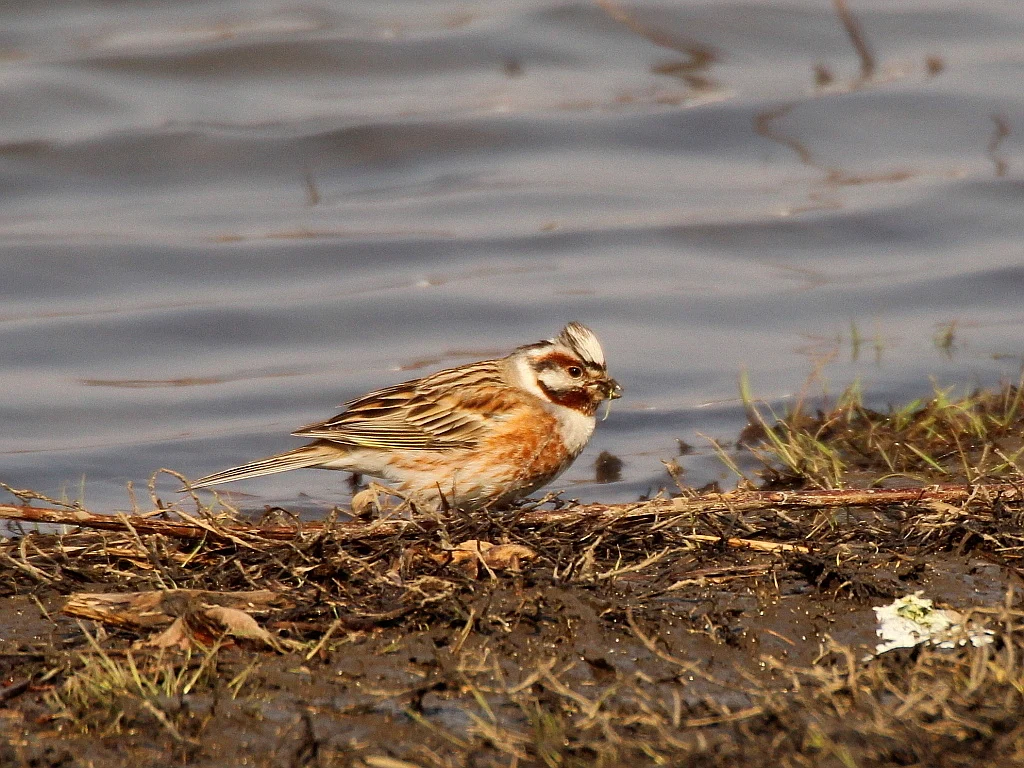Pine Bunting (Emberiza leucocephalos) — photo 6 of 6