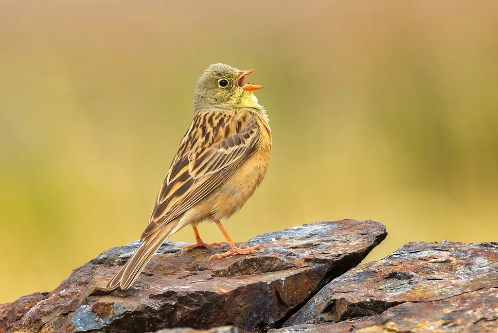 Ortolan Bunting (Emberiza hortulana) — photo 5 of 10