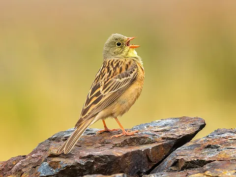 Ortolan Bunting