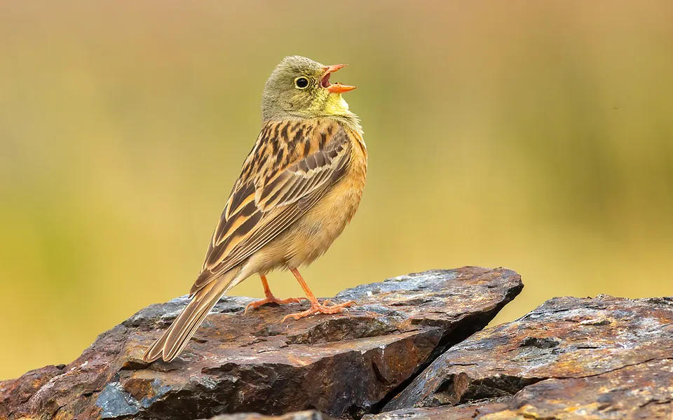 Ortolan Bunting (Emberiza hortulana) — photo 1 of 10