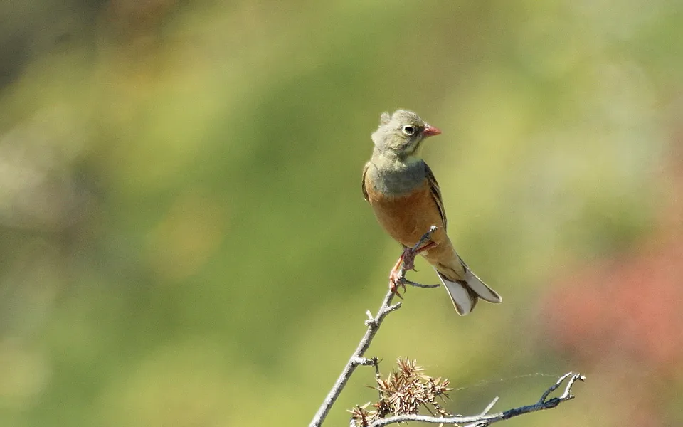 Ortolan Bunting (Emberiza hortulana) — photo 3 of 10