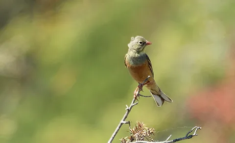 Ortolan Bunting (Emberiza hortulana) — photo 3 of 10
