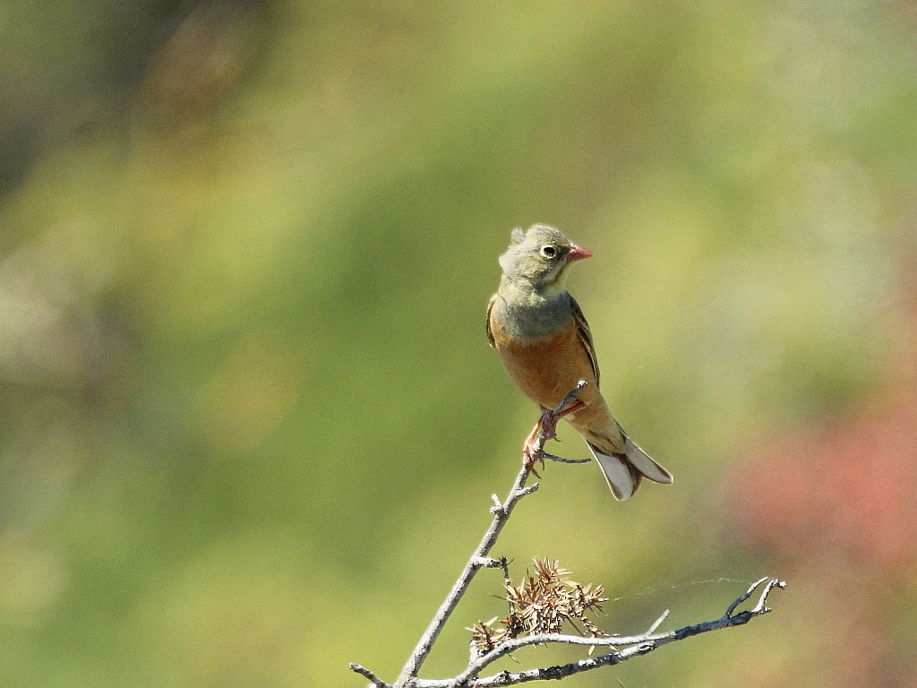 Ortolan Bunting (Emberiza hortulana) — photo 3 of 10