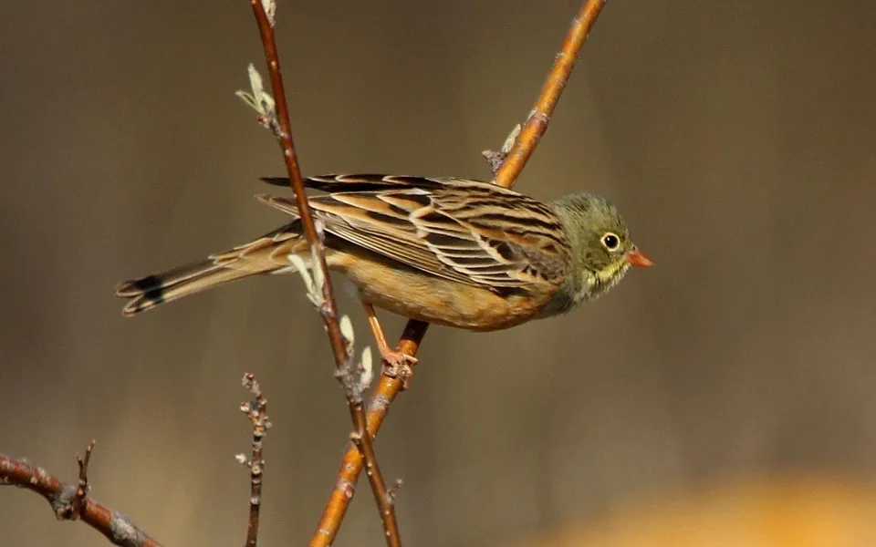 Ortolan Bunting (Emberiza hortulana) — photo 8 of 10