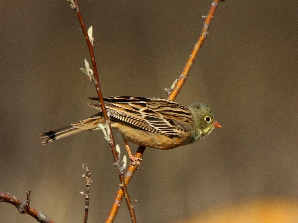 Ortolan Bunting (Emberiza hortulana) — photo 8 of 10