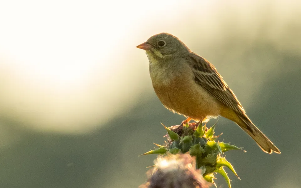 Ortolan Bunting (Emberiza hortulana) — photo 4 of 10