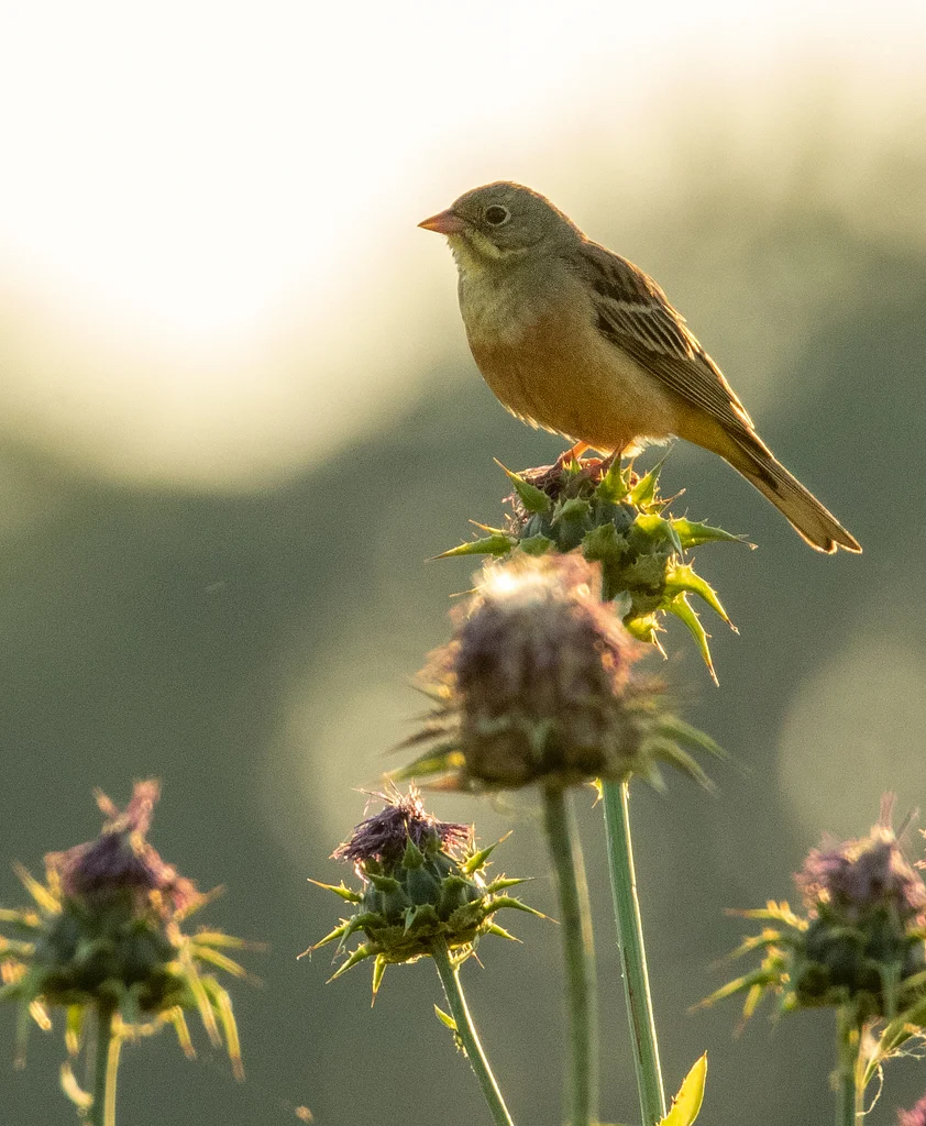 Ortolan Bunting (Emberiza hortulana) — photo 4 of 10