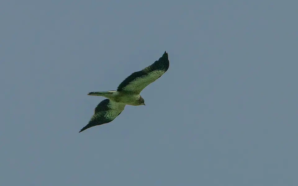 Booted Eagle (Hieraaetus pennatus) — photo 4 of 4