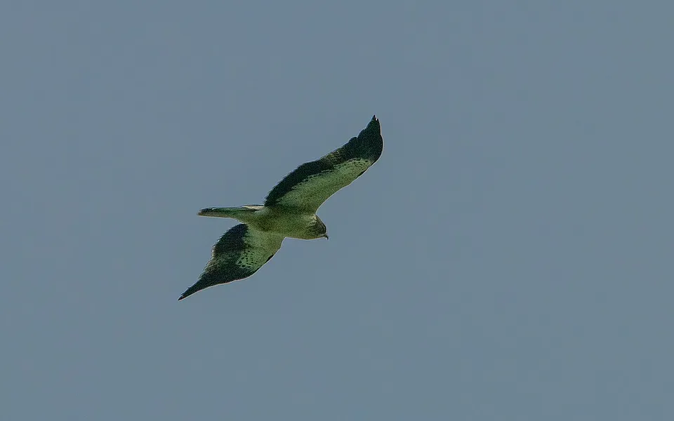 Booted Eagle
