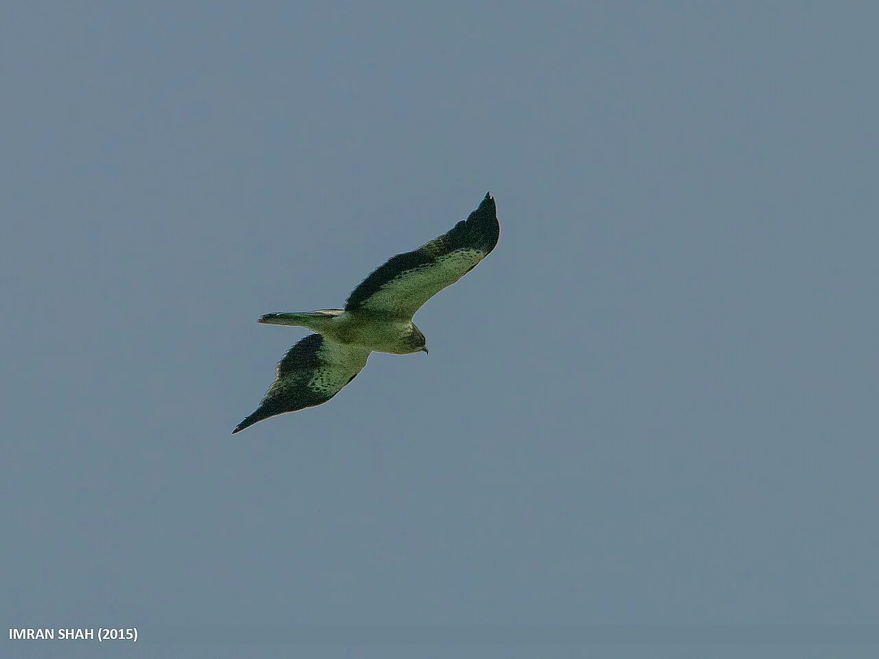 Booted Eagle