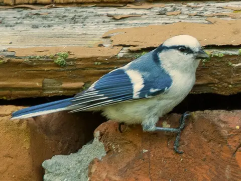 Azure Tit