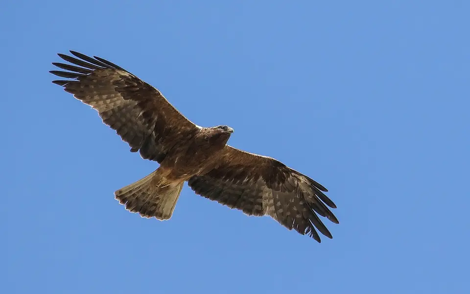 Booted Eagle (Hieraaetus pennatus) — photo 1 of 4