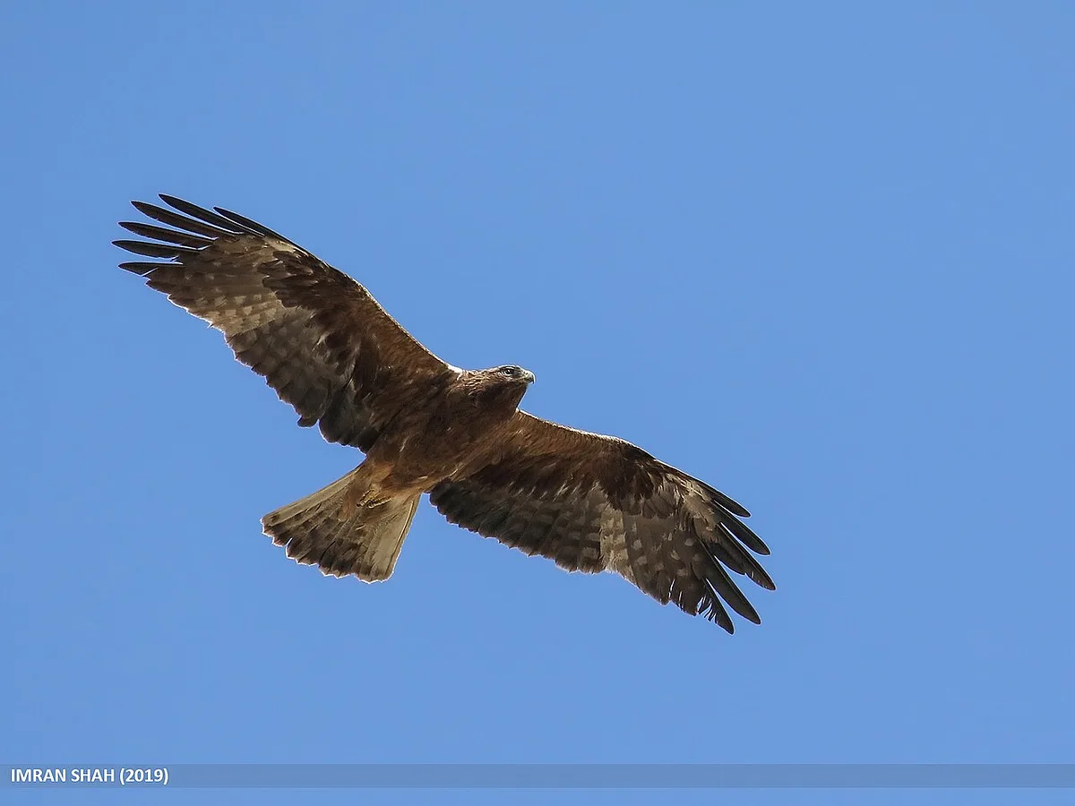 Booted Eagle