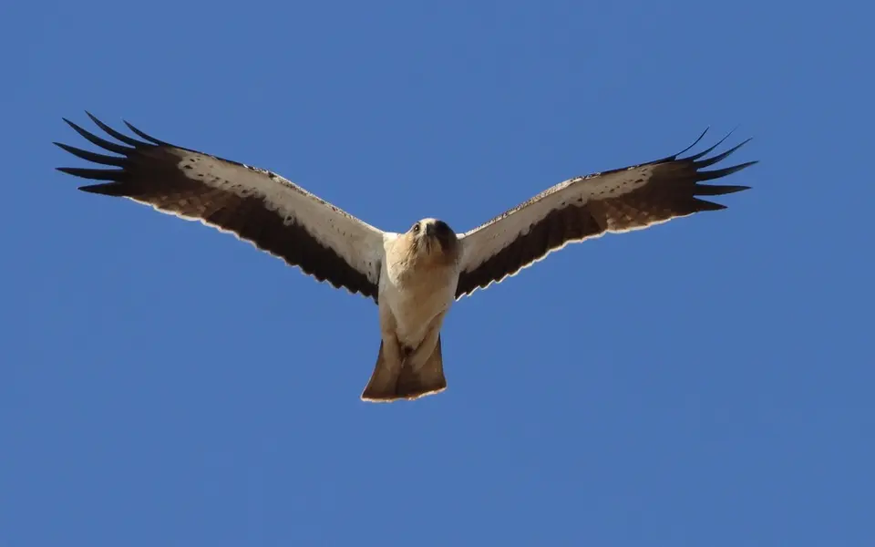 Booted Eagle (Hieraaetus pennatus) — photo 2 of 4