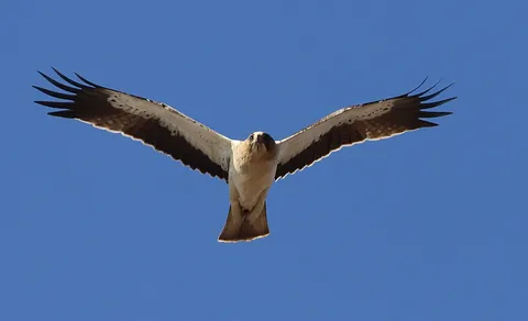 Booted Eagle