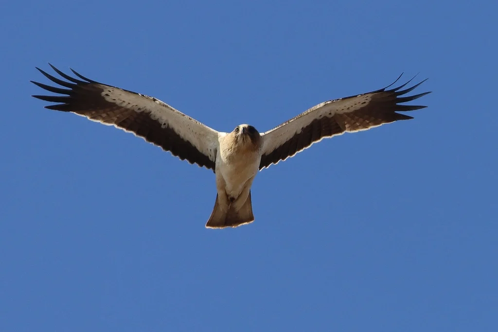 Booted Eagle