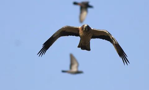 Booted Eagle