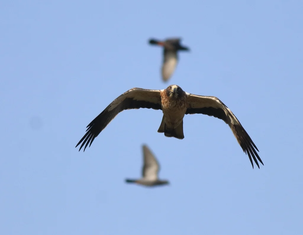 Booted Eagle