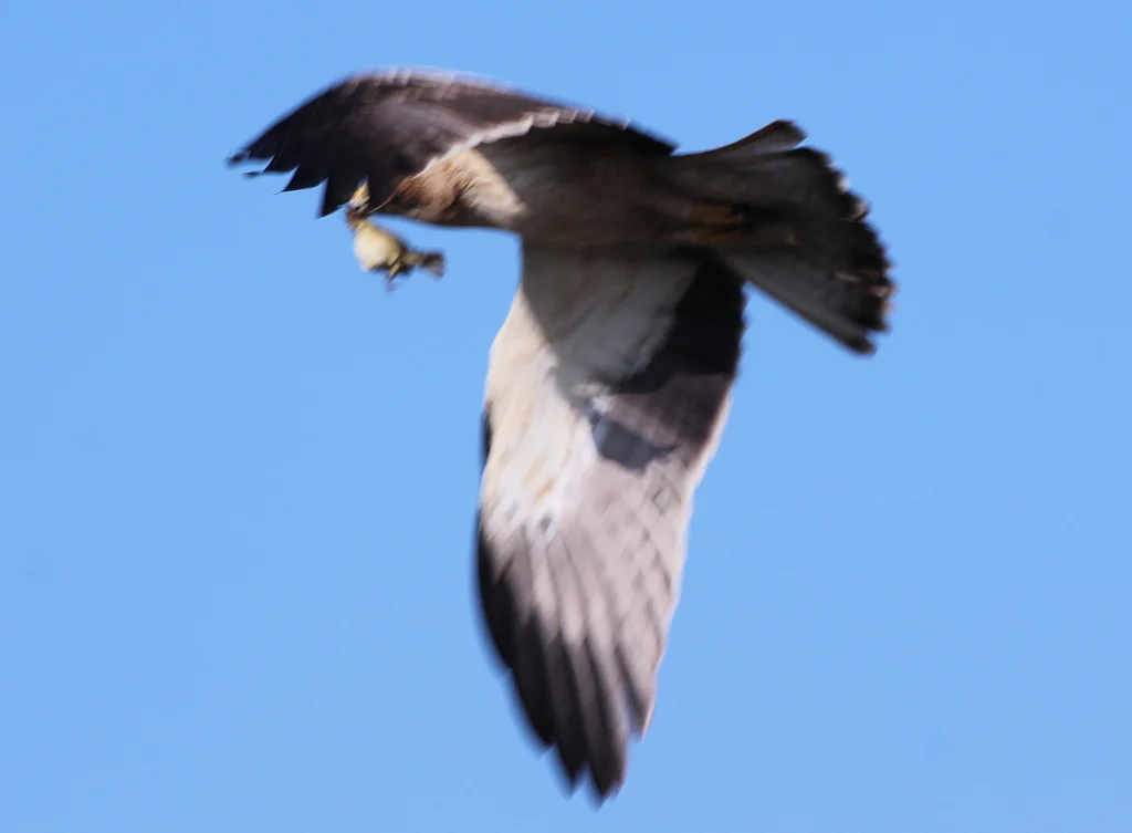 Booted Eagle