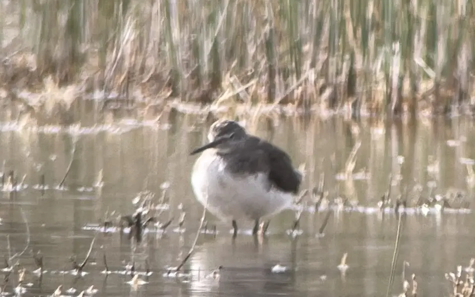 Green Sandpiper (Tringa ochropus) — photo 6 of 6