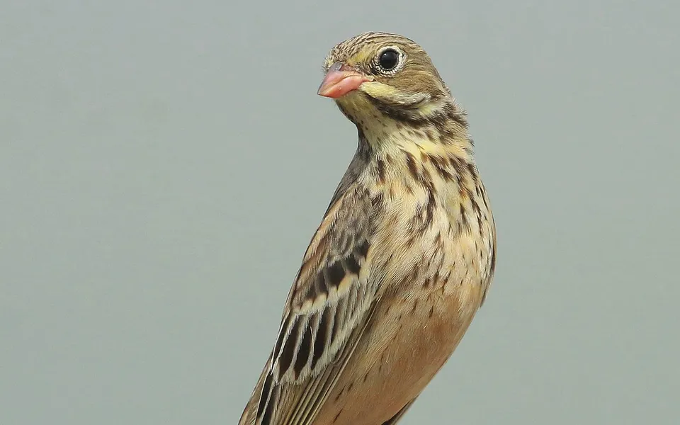 Ortolan Bunting (Emberiza hortulana) — photo 6 of 10