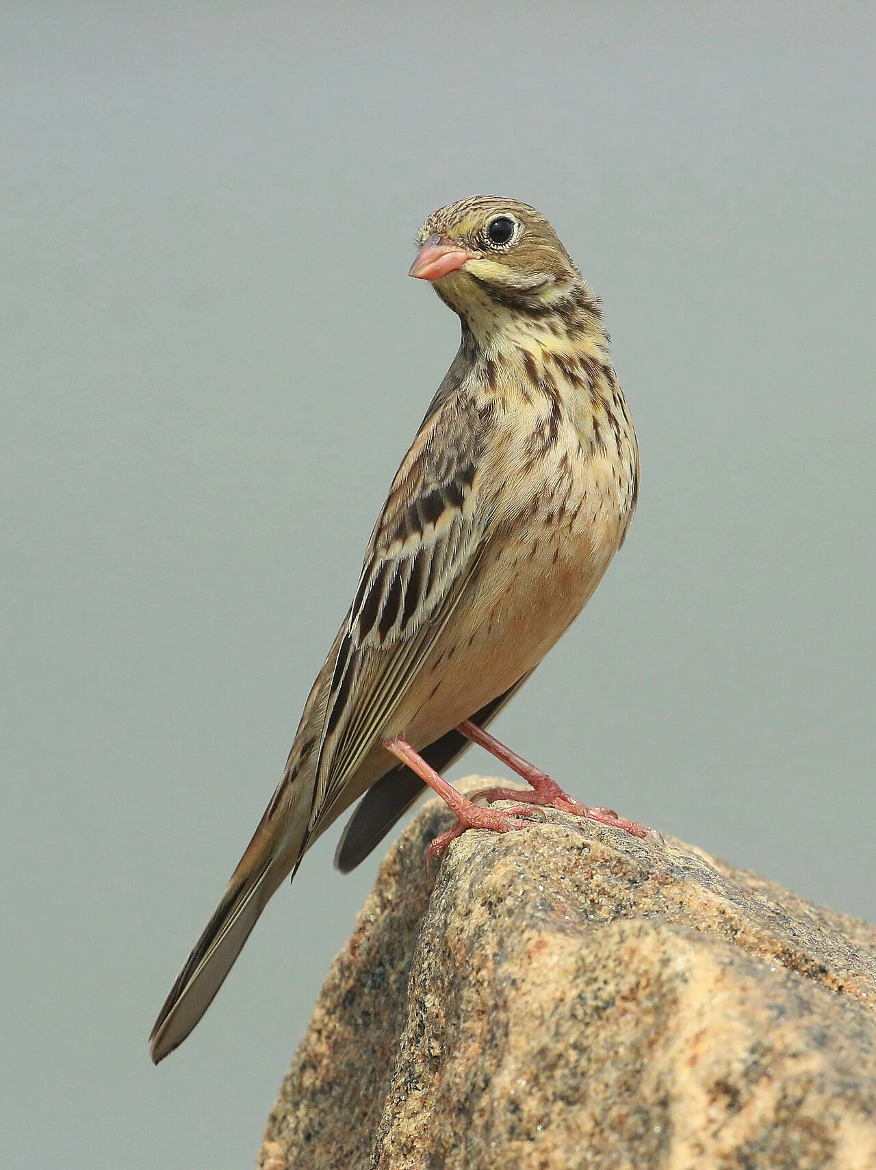 Ortolan Bunting (Emberiza hortulana) — photo 6 of 10