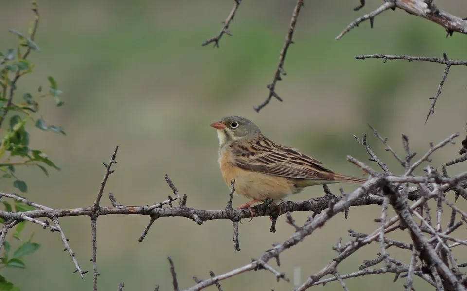 Ortolan Bunting (Emberiza hortulana) — photo 9 of 10