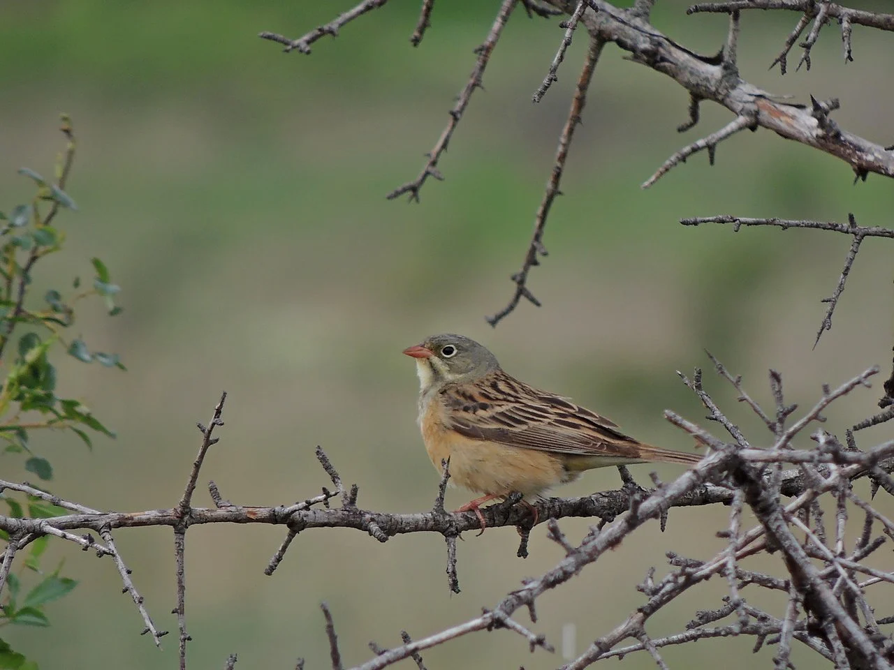 Ortolan Bunting (Emberiza hortulana) — photo 9 of 10